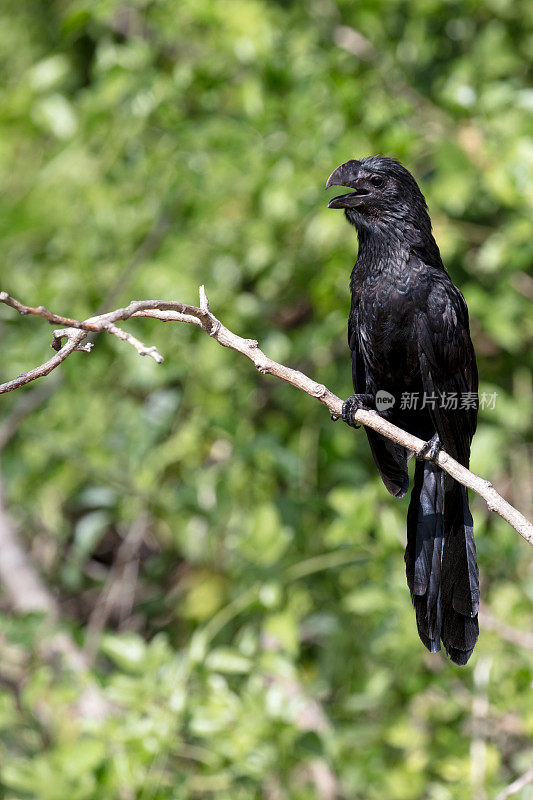 嘴巴光滑的阿尼(Crotophaga Ani)坐在树上的早午餐